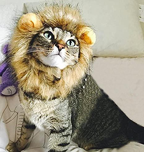 Lion Mane Costume for Cat - TheGivenGet