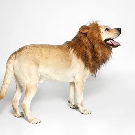 Lion Mane Realistic & Funny Costumes for Medium to Large Sized Dogs - TheGivenGet