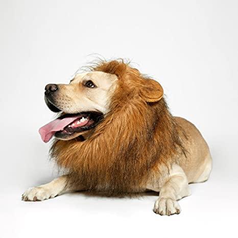 Lion Mane Realistic & Funny Costumes for Medium to Large Sized Dogs - TheGivenGet