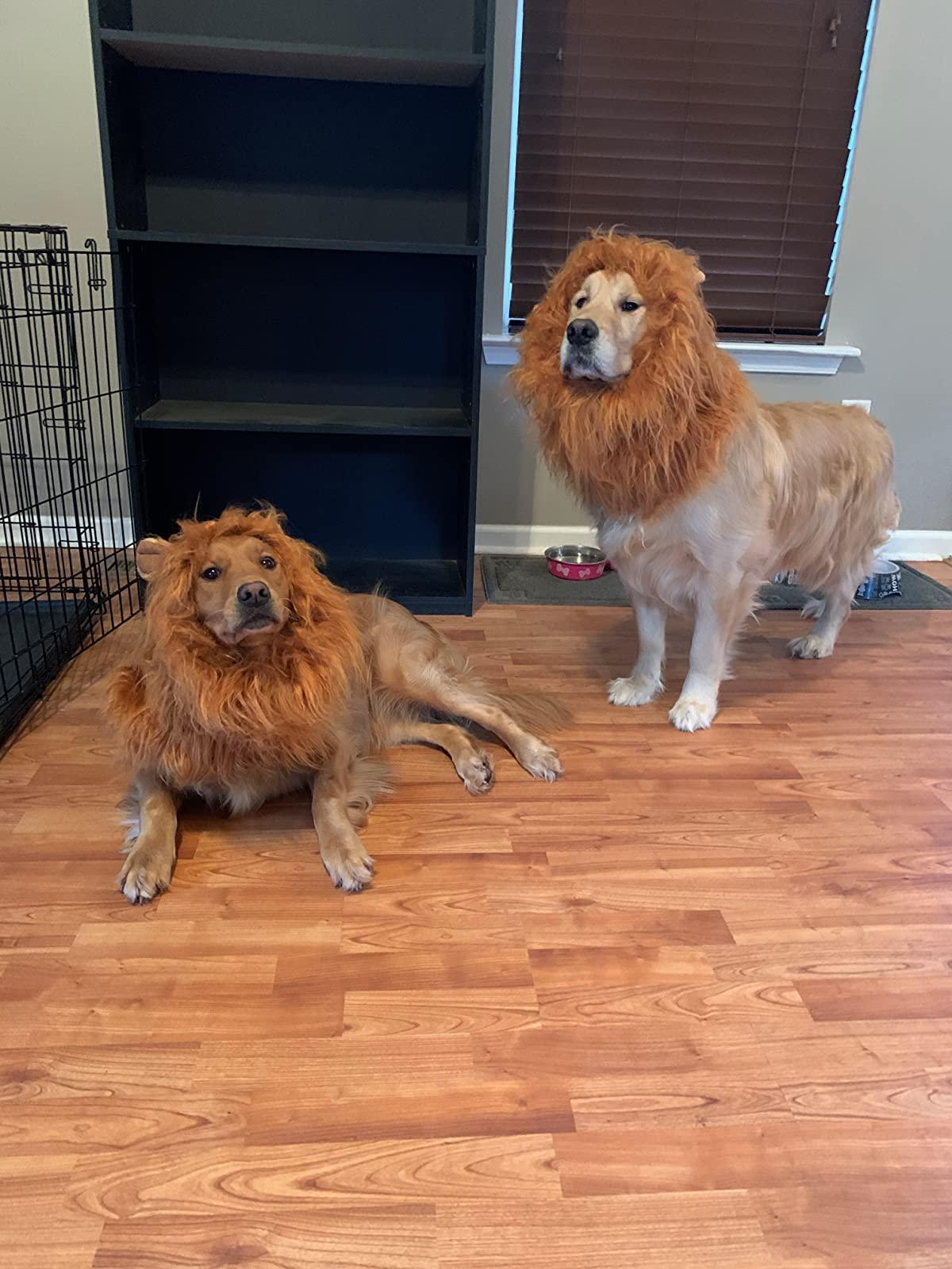 Lion Mane Realistic & Funny Costumes for Medium to Large Sized Dogs - TheGivenGet