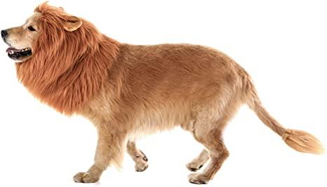 Lion Mane Realistic & Funny Costumes for Medium to Large Sized Dogs - TheGivenGet