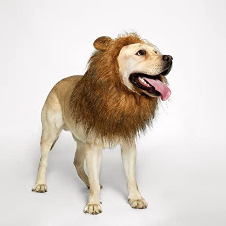 Lion Mane Realistic & Funny Costumes for Medium to Large Sized Dogs - TheGivenGet